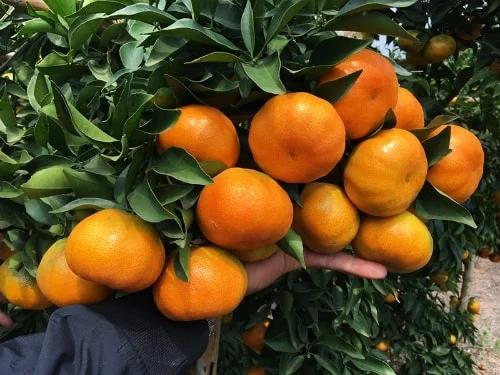 Người trồng mách 3 mẹo chọn cam canh chuẩn, không sợ bị khô-2