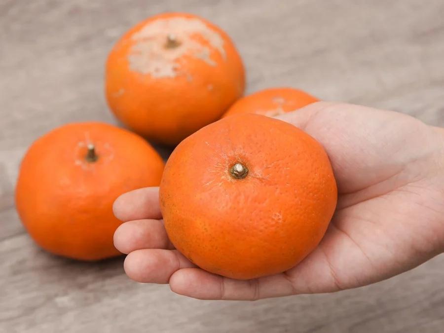Người trồng mách 3 mẹo chọn cam canh chuẩn, không sợ bị khô-3