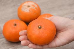 Người trồng mách 3 mẹo chọn cam canh chuẩn, không sợ bị khô