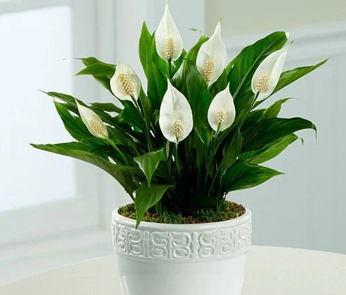 6 cây cảnh chuyển vận, cầu may nên bày trong nhà Tết Nguyên đán-2