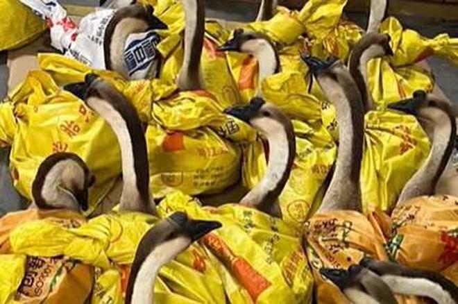 Cuối năm, công ty Trung Quốc thưởng Tết bằng ngỗng-1