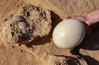 Phát hiện trứng hơn 4000 năm tuổi ở Israel