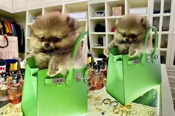 Túi xách 100 triệu thành giỏ đựng rau của Đoàn Di Băng-9