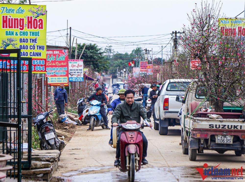 Làng đào Nhật Tân nhộn nhịp những ngày cận Tết-1