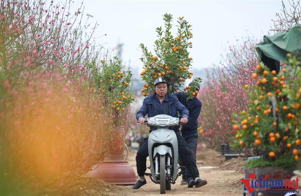 Làng đào Nhật Tân nhộn nhịp những ngày cận Tết-5