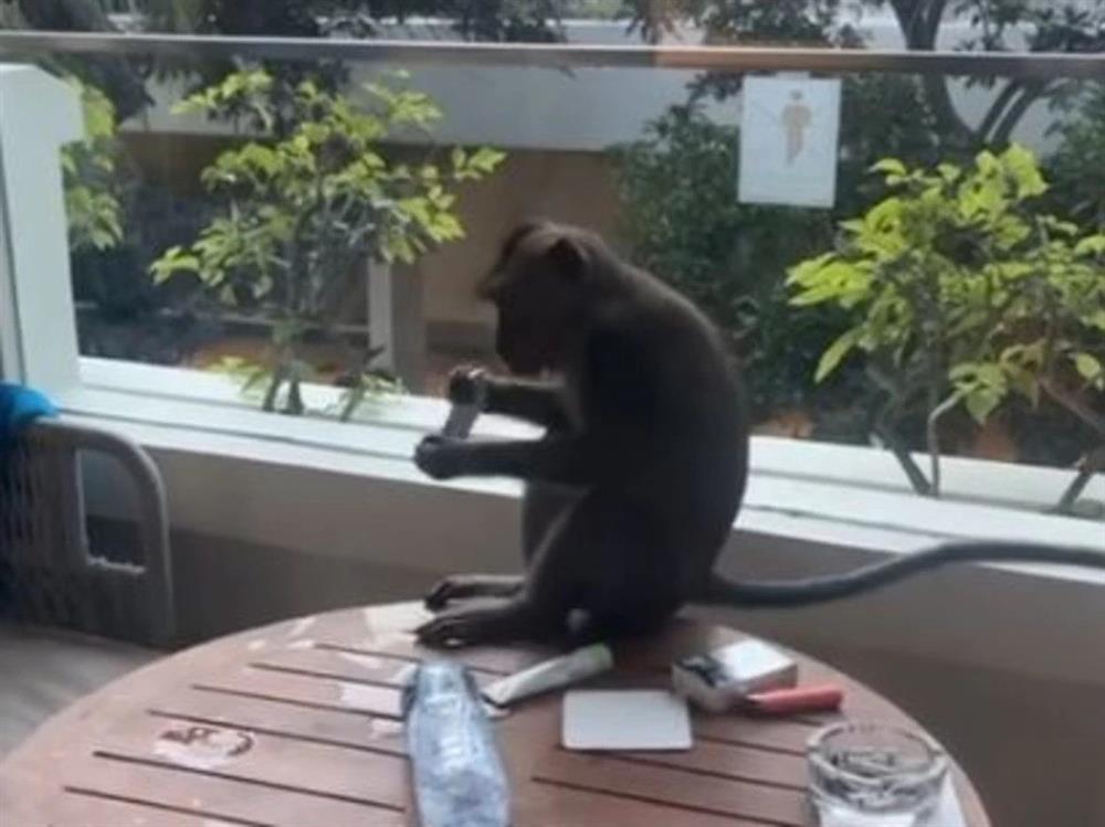 Khỉ đột kích, xông tận vào phòng khách sạn khiến du khách đứng tim-1