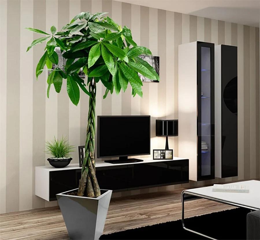 Trồng 3 cây phát lộc trong phòng khách, con cháu mãi giàu sang-1