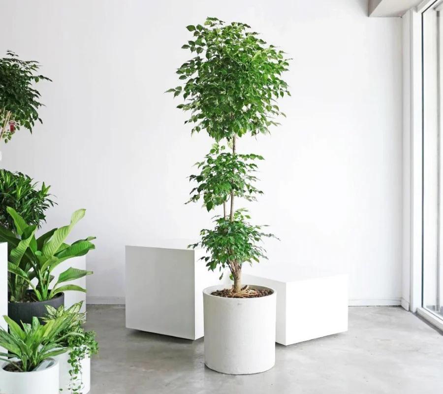 Trồng 3 cây phát lộc trong phòng khách, con cháu mãi giàu sang-3