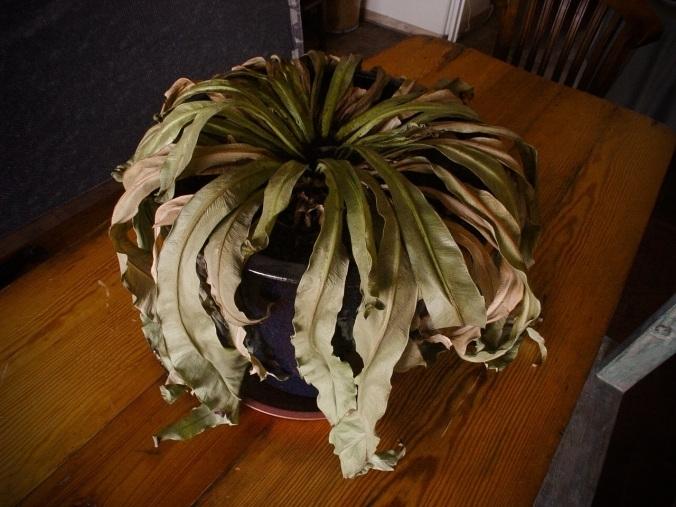 Dọn dẹp ngày Tết, tiếc mấy cũng phải vứt 4 thứ ra khỏi nhà-2