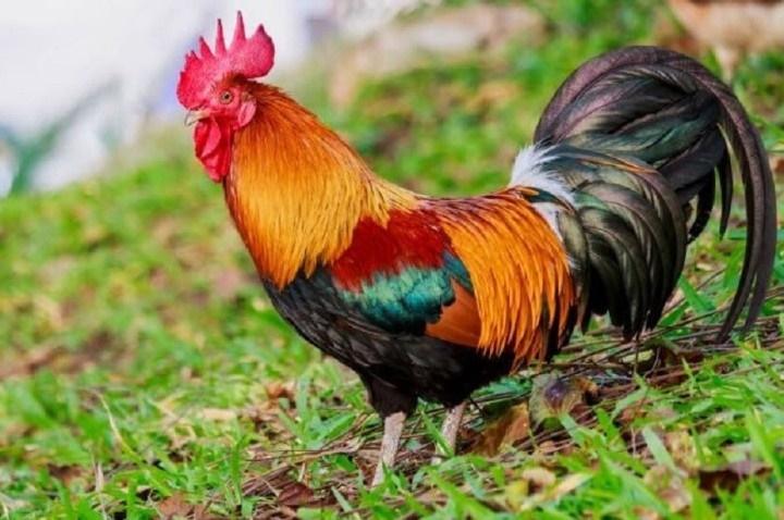 Cách luộc gà cúng ngon và đẹp-1