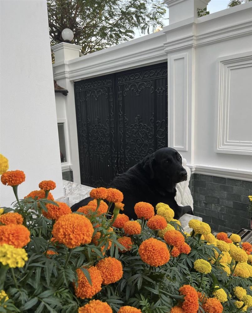 Lóa mắt cơ ngơi trăm tỷ của Hà Tăng nhân dịp Tết Nguyên đán-2