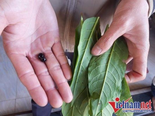 Cả nhà nhập viện trong đêm 29 Tết sau khi ăn lá hàng xóm cho-1