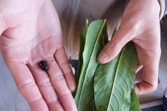 Cả nhà nhập viện trong đêm 29 Tết sau khi ăn lá hàng xóm cho