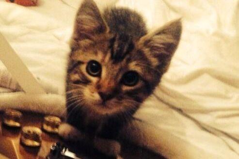 Dàn mèo hoàng thượng nhà Taylor Swift sở hữu 97 triệu USD-2