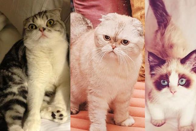 Dàn mèo hoàng thượng nhà Taylor Swift sở hữu 97 triệu USD-1