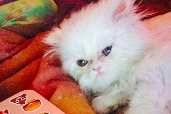 Dàn mèo hoàng thượng nhà Taylor Swift sở hữu 97 triệu USD-3