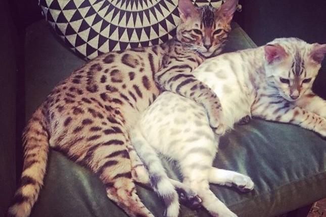 Dàn mèo hoàng thượng nhà Taylor Swift sở hữu 97 triệu USD-4