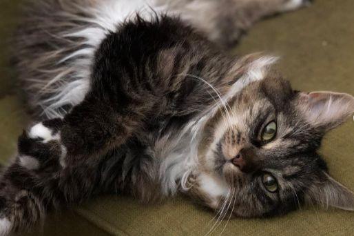 Dàn mèo hoàng thượng nhà Taylor Swift sở hữu 97 triệu USD-5