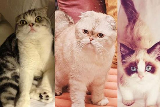 Dàn mèo 'hoàng thượng' nhà Taylor Swift sở hữu 97 triệu USD
