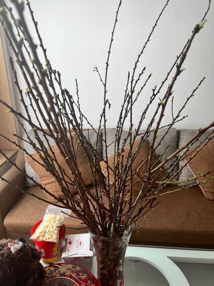 Mua tuyết mai chơi Tết, ngao ngán vì hết Tết hoa vẫn bất tỉnh-1