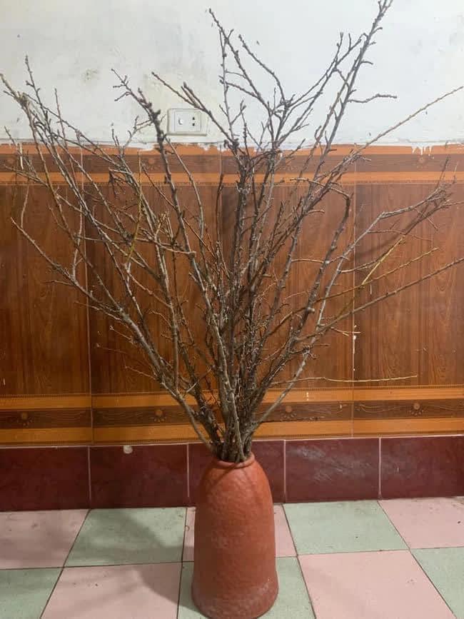 Mua tuyết mai chơi Tết, ngao ngán vì hết Tết hoa vẫn bất tỉnh-2