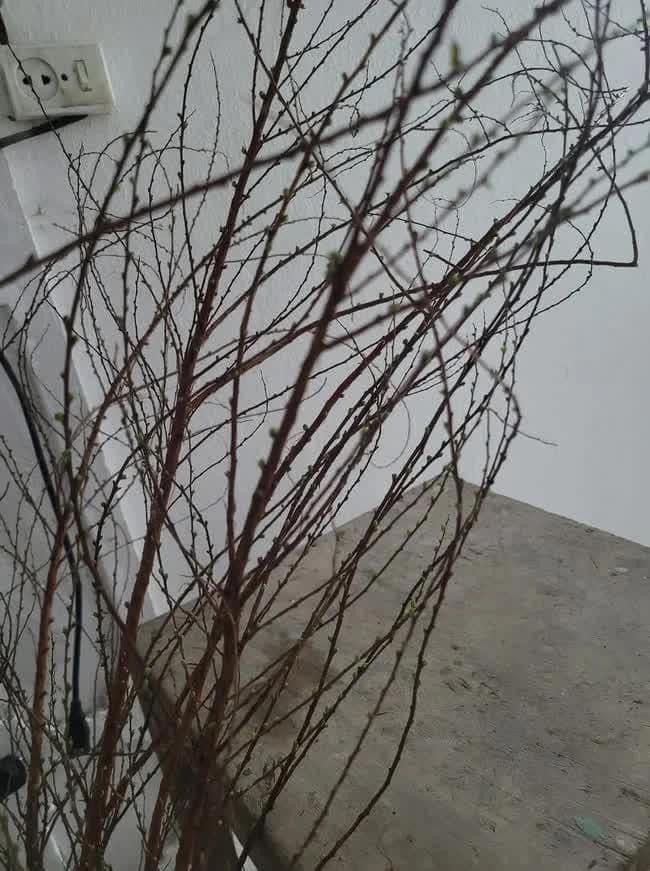 Mua tuyết mai chơi Tết, ngao ngán vì hết Tết hoa vẫn bất tỉnh-3