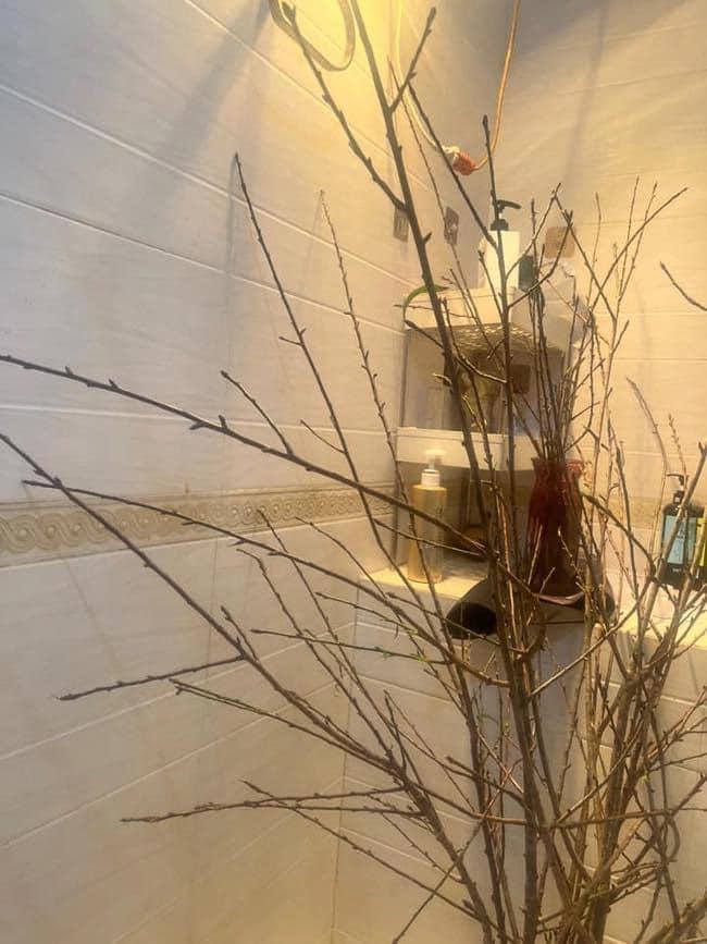 Mua tuyết mai chơi Tết, ngao ngán vì hết Tết hoa vẫn bất tỉnh-5