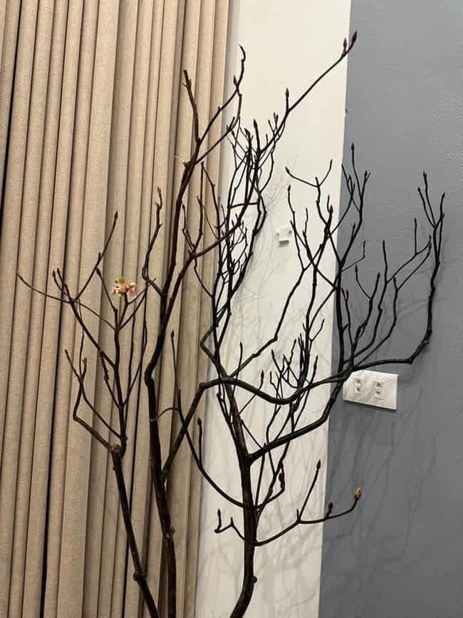 Mua tuyết mai chơi Tết, ngao ngán vì hết Tết hoa vẫn bất tỉnh-6