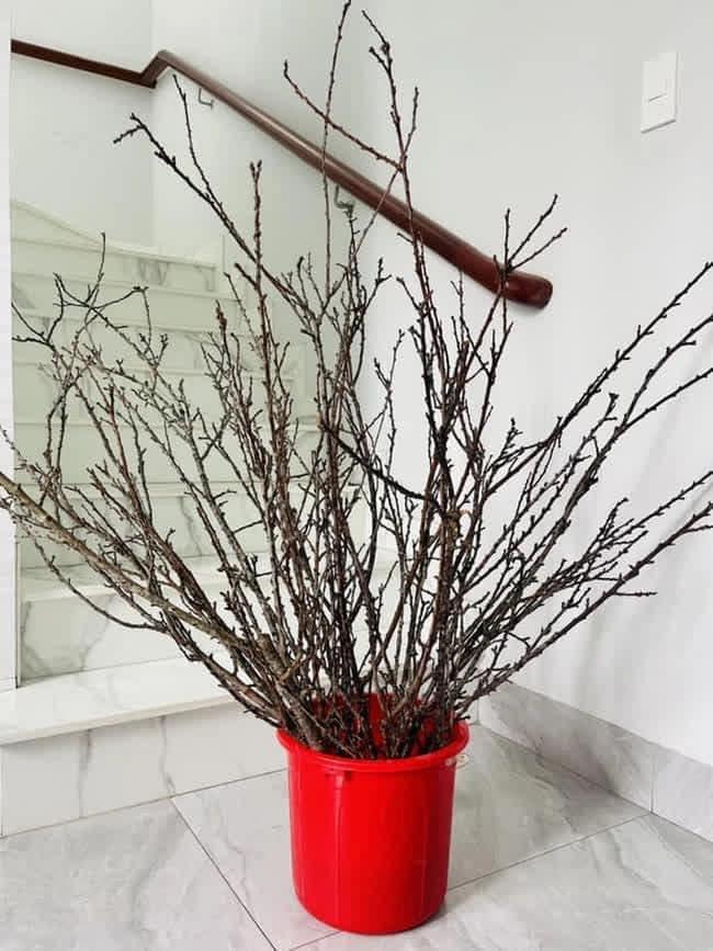 Mua tuyết mai chơi Tết, ngao ngán vì hết Tết hoa vẫn bất tỉnh-7