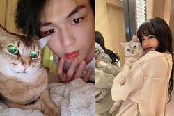 Idol Kpop và mèo cưng: choáng với đại gia đình của Lisa BLACKPINK