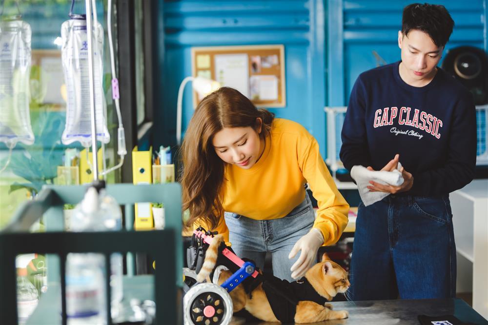 Dàn boss trong MV sao Việt: Cảm động các chú mèo thương tật-1