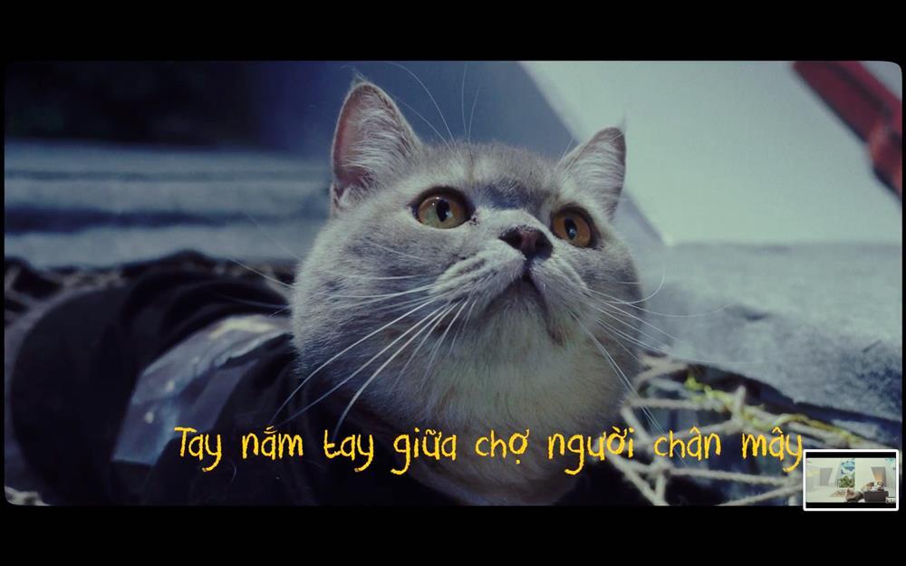 Dàn boss trong MV sao Việt: Cảm động các chú mèo thương tật-6