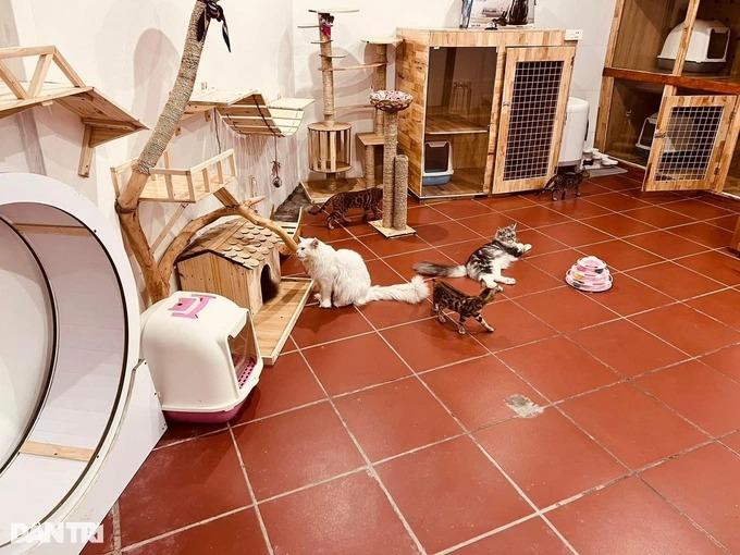 Trào lưu nuôi mèo quý tộc, đi máy bay từ châu Âu về Việt Nam-1