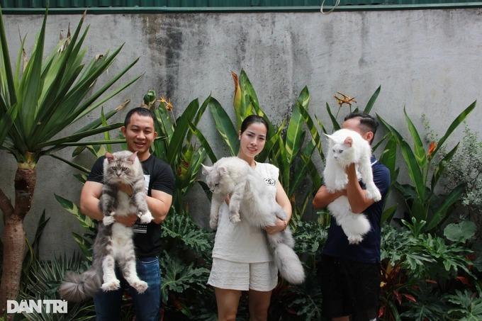Trào lưu nuôi mèo quý tộc, đi máy bay từ châu Âu về Việt Nam-2