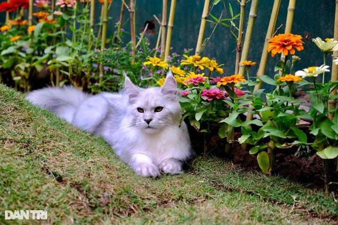 Trào lưu nuôi mèo quý tộc, đi máy bay từ châu Âu về Việt Nam-4
