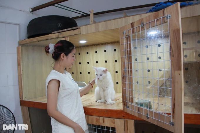 Trào lưu nuôi mèo quý tộc, đi máy bay từ châu Âu về Việt Nam-5