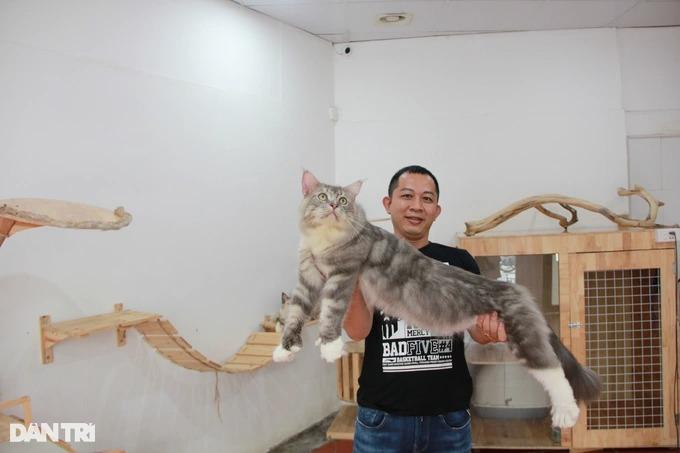 Trào lưu nuôi mèo quý tộc, đi máy bay từ châu Âu về Việt Nam-7