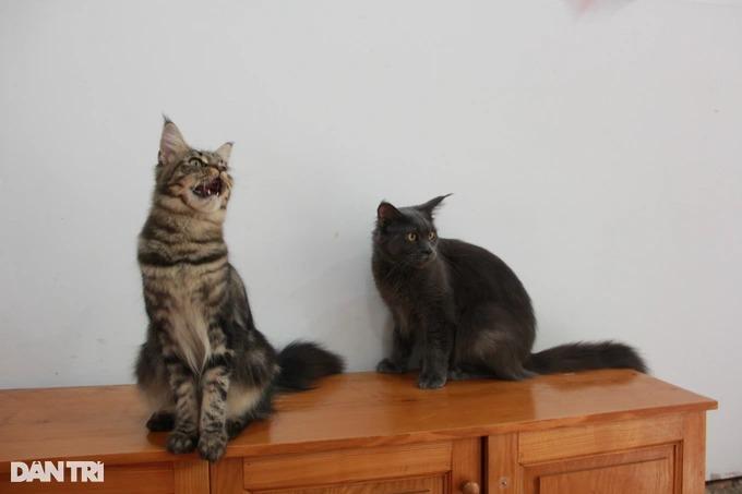 Trào lưu nuôi mèo quý tộc, đi máy bay từ châu Âu về Việt Nam-8