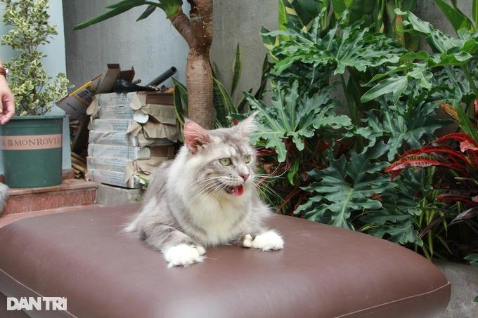 Trào lưu nuôi mèo quý tộc, đi máy bay từ châu Âu về Việt Nam-9