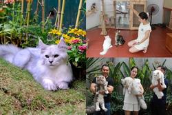 Trào lưu nuôi mèo quý tộc, đi máy bay từ châu Âu về Việt Nam