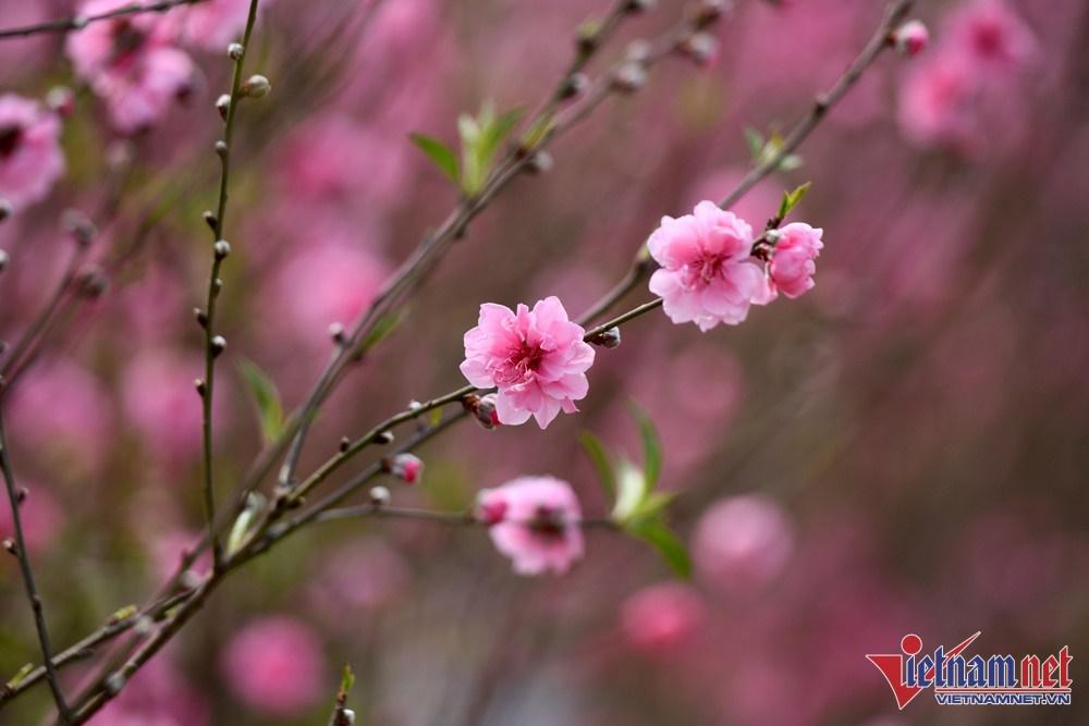 Bắc Bộ nắng đẹp ngày mùng 5 Tết, từ đêm không khí lạnh mạnh bổ sung-1