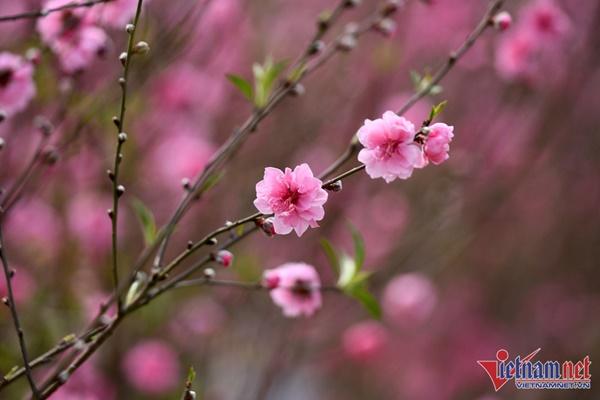 Bắc Bộ và Bắc Trung Bộ chìm trong rét đậm, rét hại-2