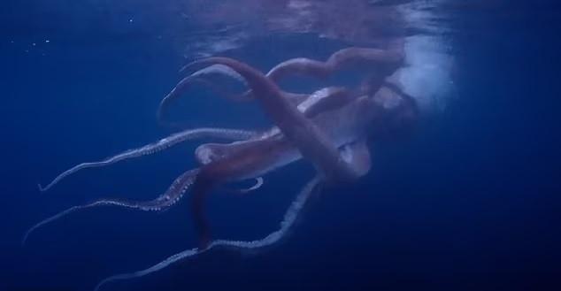 Du khách đứng tim đối mặt với mực khổng lồ quý hiếm dài 2,4 mét-2