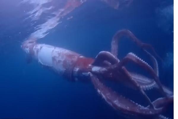 Thứ bên trong con mực giúp chống ung thư được người Nhật chuộng dùng-3