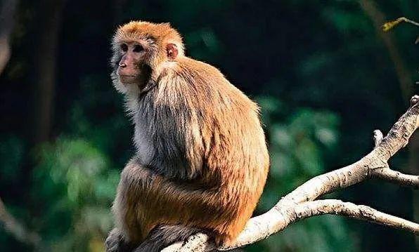 Cuối tuần (28 - 29/1): 3 tuổi hút lộc trời, tiền về túi-2