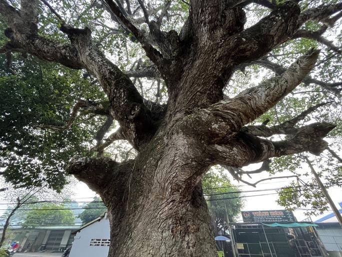 Ngắm cây dầu rái siêu lạ hàng trăm năm tuổi tại Trà Vinh-3