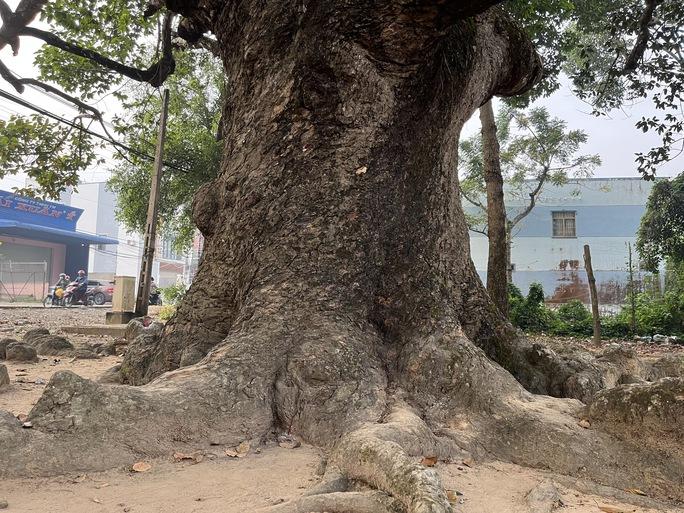 Ngắm cây dầu rái siêu lạ hàng trăm năm tuổi tại Trà Vinh-4