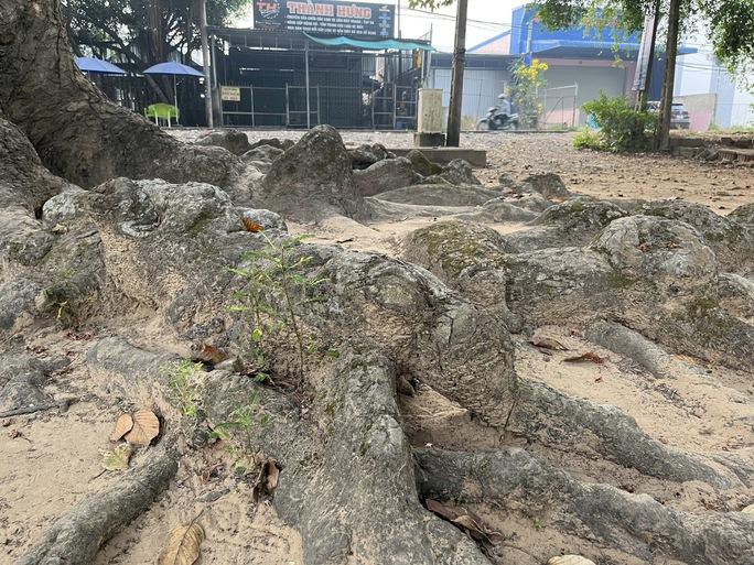 Ngắm cây dầu rái siêu lạ hàng trăm năm tuổi tại Trà Vinh-6