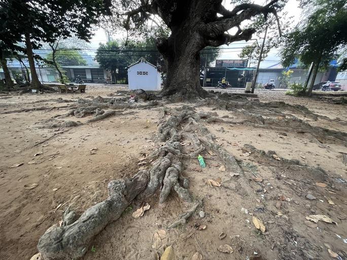 Ngắm cây dầu rái siêu lạ hàng trăm năm tuổi tại Trà Vinh-8