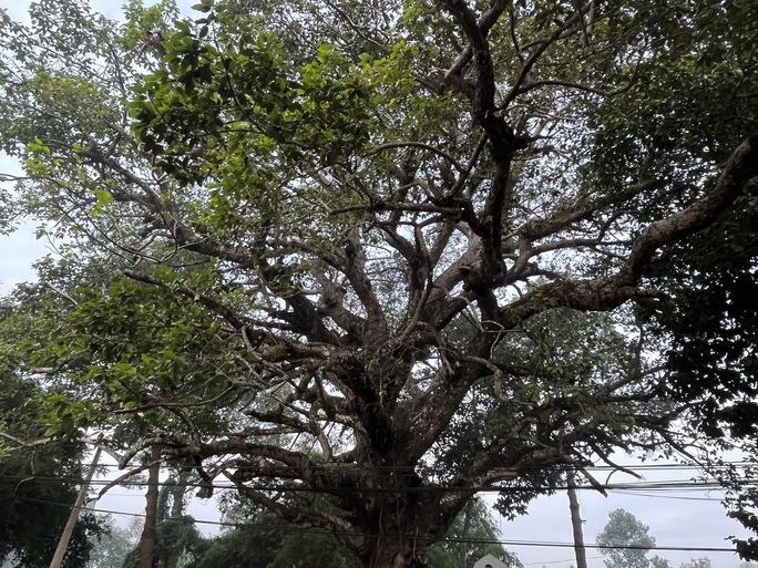 Ngắm cây dầu rái siêu lạ hàng trăm năm tuổi tại Trà Vinh-9